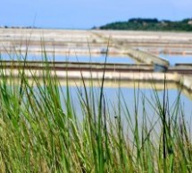 Portorose: un viaggio tra mare, saline, borghi antichi e… branzini – Seconda parte