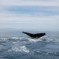 Un sogno che si avvera: ‘whale watching’ in Baja California, Messico