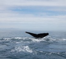 Un sogno che si avvera: ‘whale watching’ in Baja California, Messico