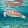 Caye Caulker: una perla dei caraibi