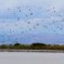 Un’oasi di pace e tranquillità nell’alta Galilea: Hula Valley, Israele