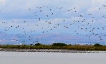 Un’oasi di pace e tranquillità nell’alta Galilea: Hula Valley, Israele