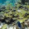 Viaggio in Belize: Caye Caulker e San Pedro