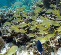 Viaggio in Belize: Caye Caulker e San Pedro