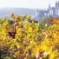 Scoprire la Germania attraverso le sue regioni vinicole