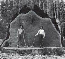 I giganti del Sequoia National Park immortalati per il National Geographic