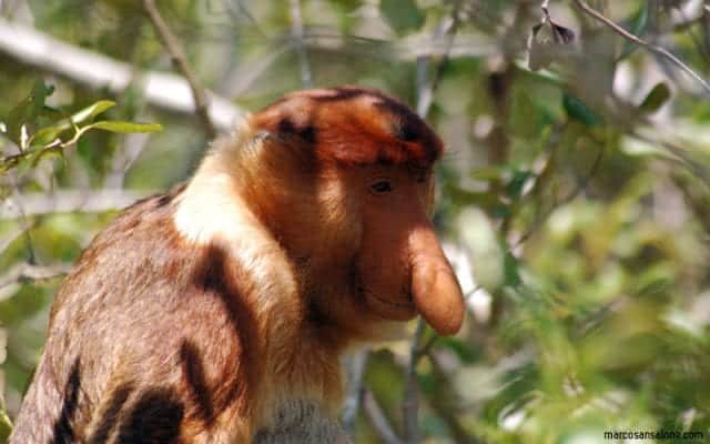 proboscis monkey - Malayisa