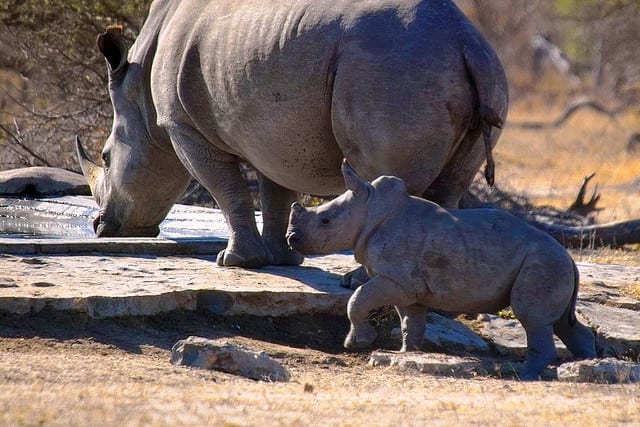 sudafrica rinoceronti Arno Meintjes
