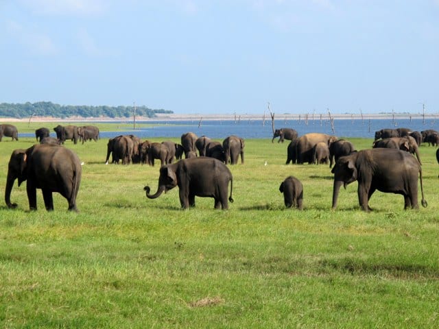 Kaudulla National Park - Sri Lanka
