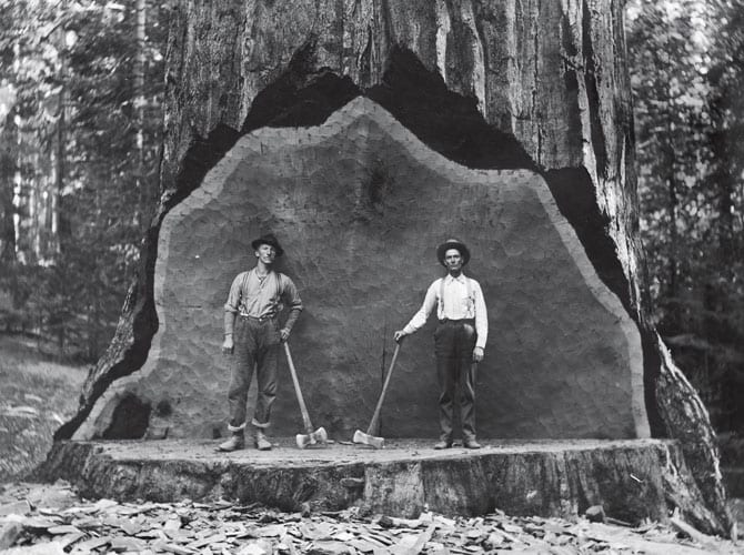 Una sequoia gigante viene usata come fondale per le fotografie (foto d'archivio del National Park Service)