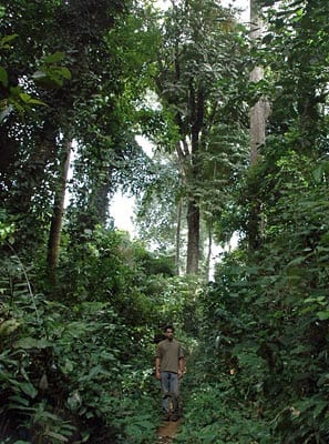 Nella foresta equatoriale