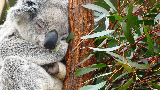 Koala che dorme (foto di rumpleteaser)
