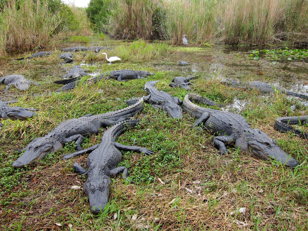 Coccodrillo americano, Everglades National Park - Miami, USA