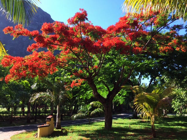 Flamboyant - Mauritius