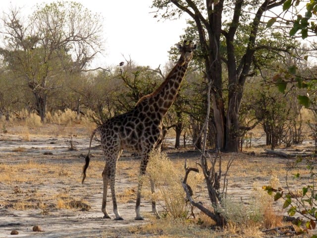 Riserva Naturale di Moremi - Botswana