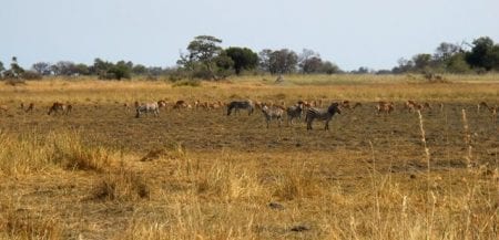 Riserva Naturale di Moremi - Botswana