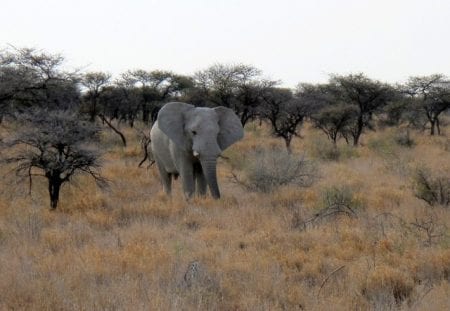 Etosha National Park - Namibia