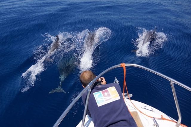 Delfini, Ente Progetto Natura - Sardegna, Italia