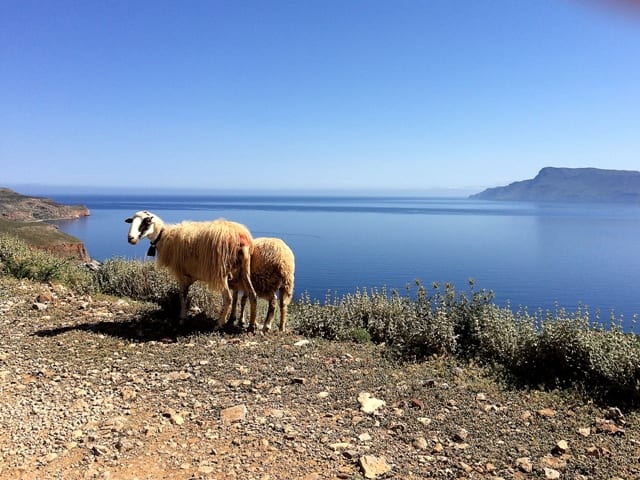 pecore sulla strada panoramica per Balos