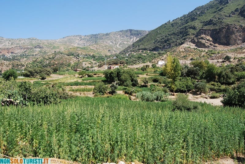 Cannabis - Chefchaouen, Marocco