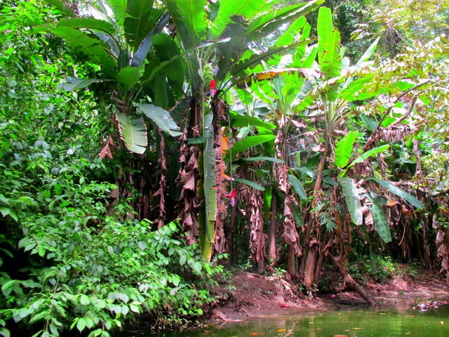Foresta - Costa Rica