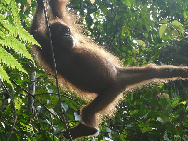 Orango, Gunung Leuser National Park - Indonesia