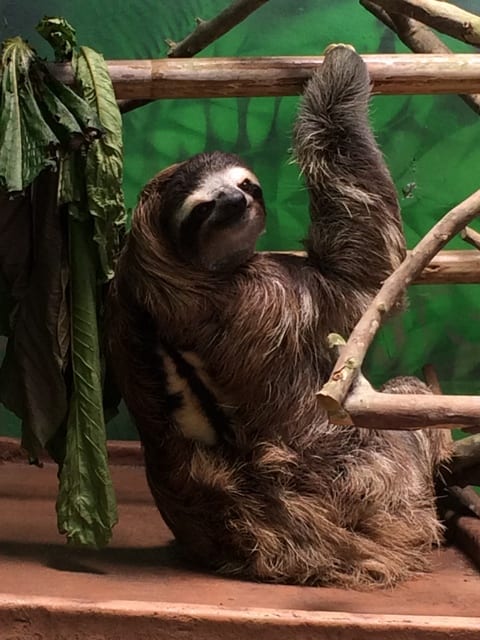 Santuario dei bradipi - Costa Rica