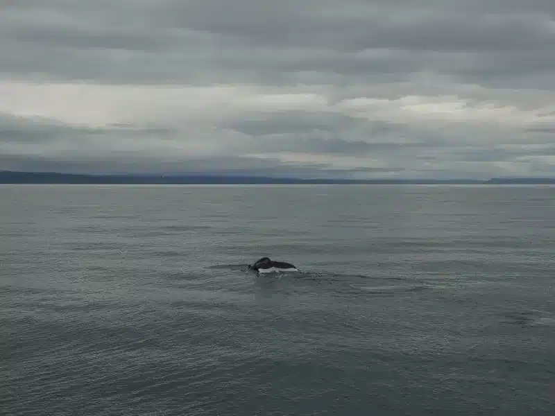 Whale-watching in Islanda