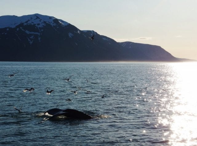 Whale-watching in Islanda