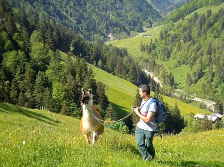 Trekking con i lama - Tirolo, Austria