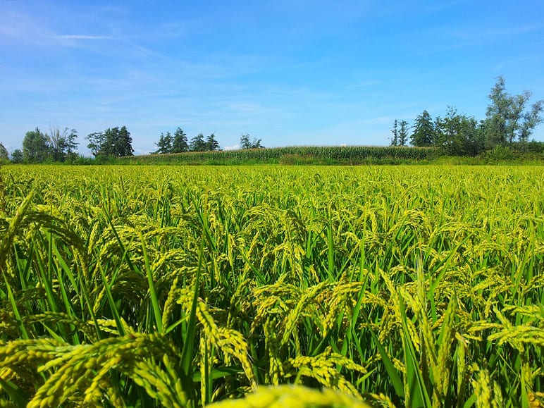 Risaia vercellese – Il riso di Biella e Vercelli