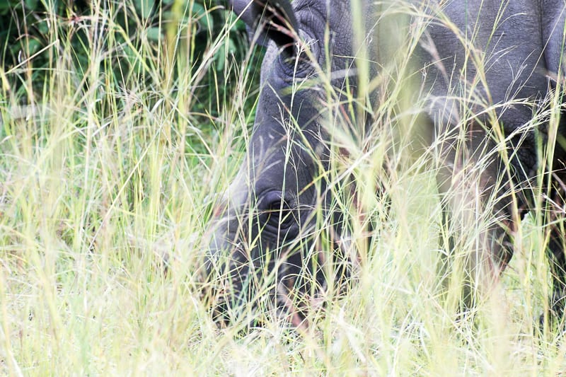 Ziwa Rhino Sanctuary - Uganda