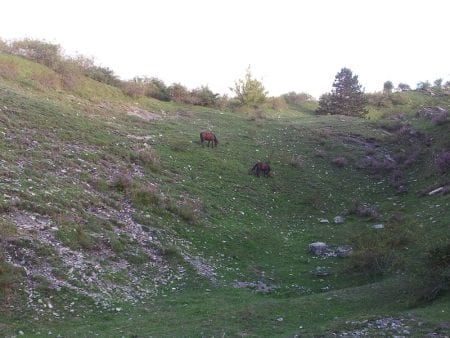 Wild Horse Watching - Parco dell'Aveto, Liguria