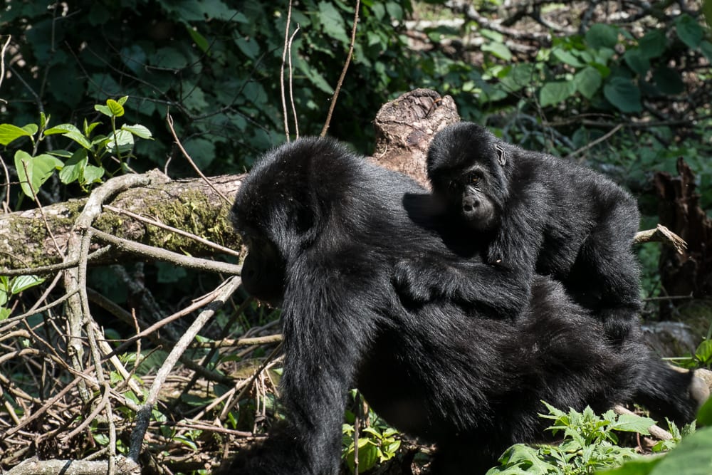 Gorilla, Bwindi Forest National Park - Uganda