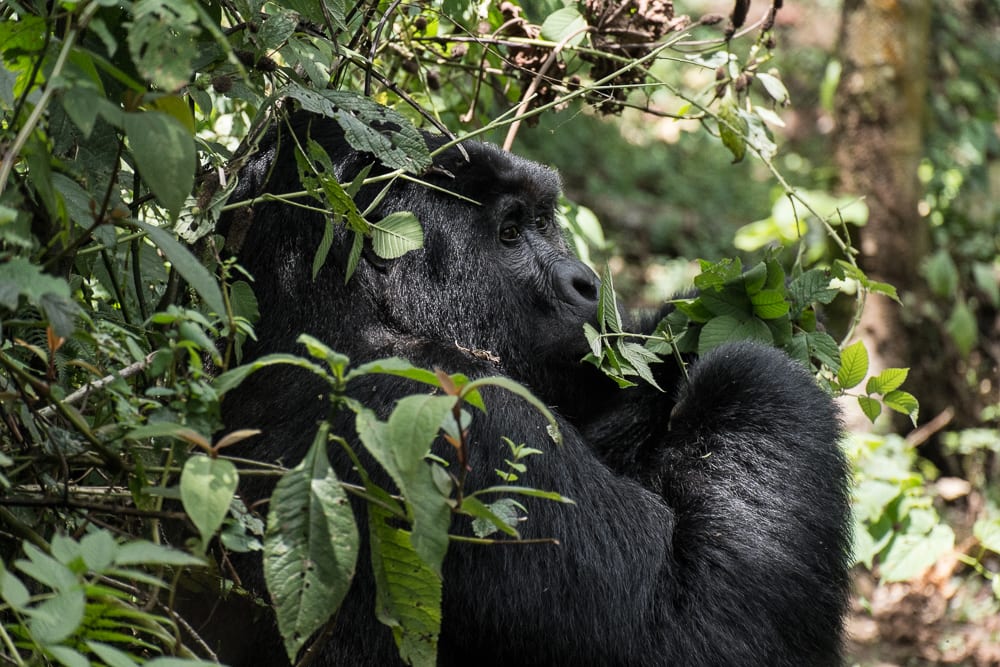 Bwindi Forest National Park - Gorilla - Uganda