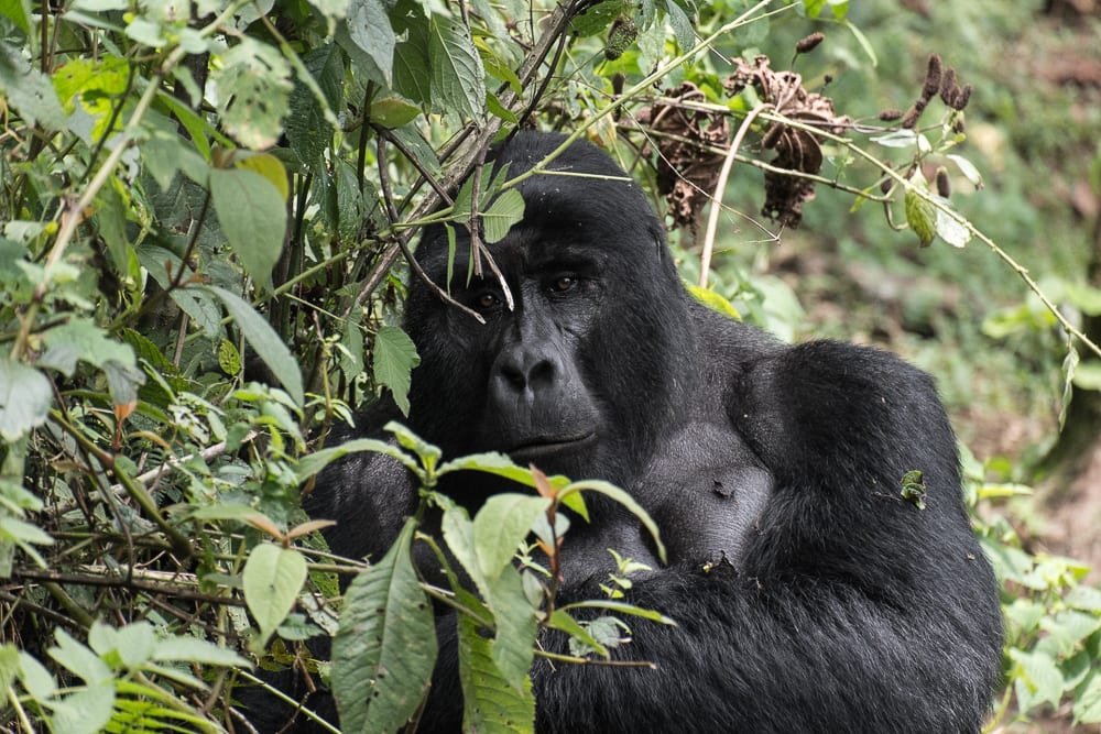 Gorilla, Bwindi Forest National Park - Uganda