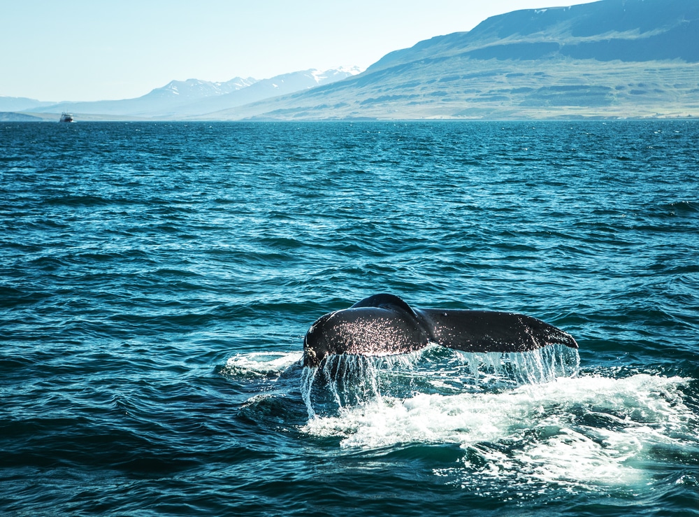 Balene in Islanda