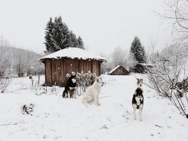Allevamento di husky, Angerberg - Tirolo, Austria