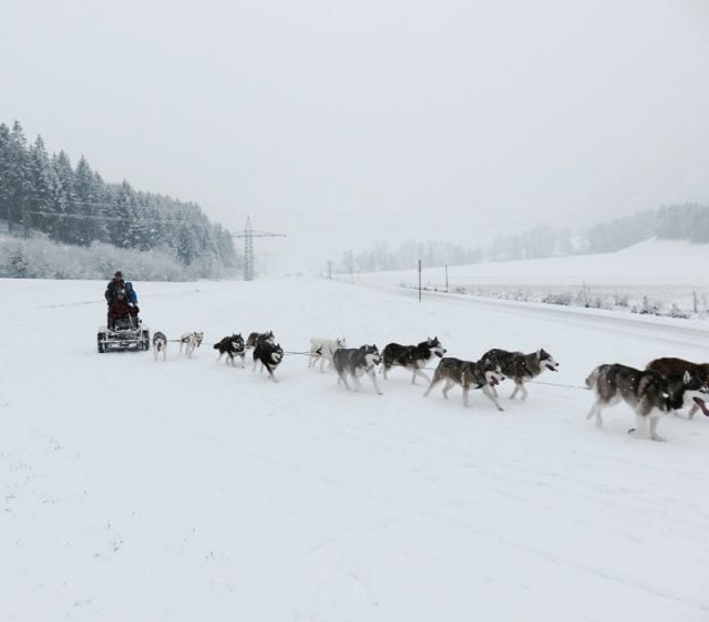 Corsa in slitta, Angerberg - Tirolo, Austria