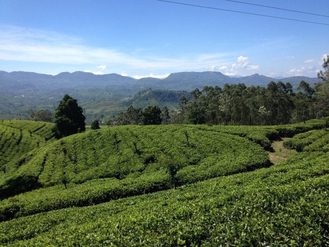 Hill Valley - Sri Lanka