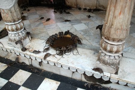 Il tempio dei topi di Deshnoke nel Rajastan