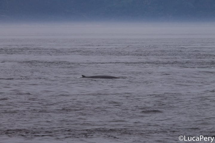 Come vedere le balene a Tadoussac, nel Canada Occidentale