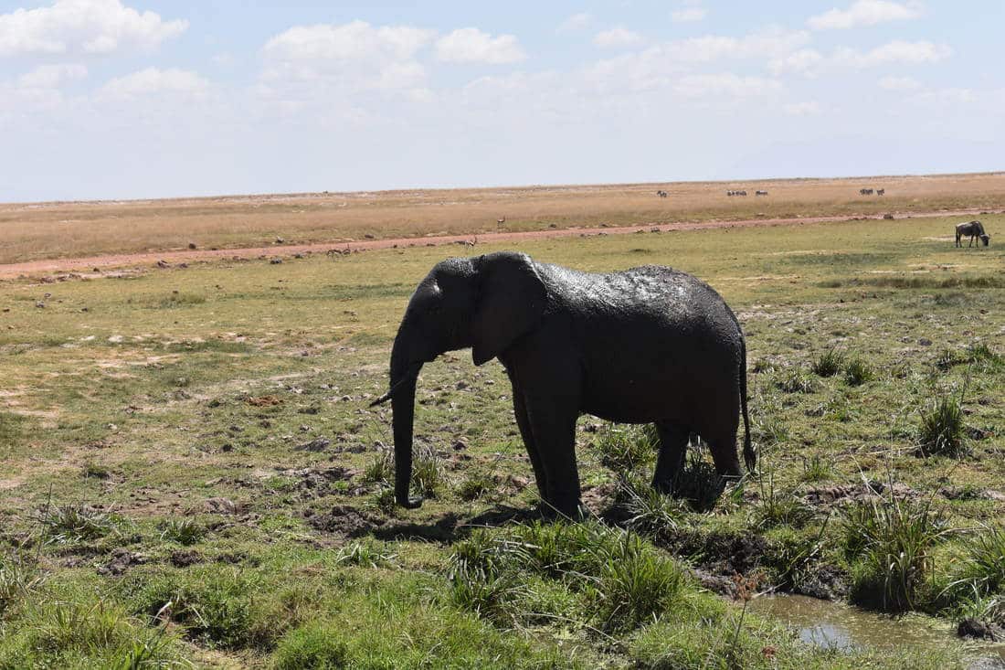 l’Amboseli National Park