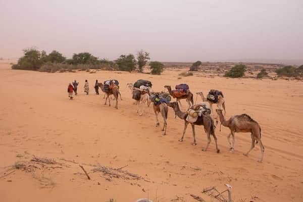 cammelli in mauritania