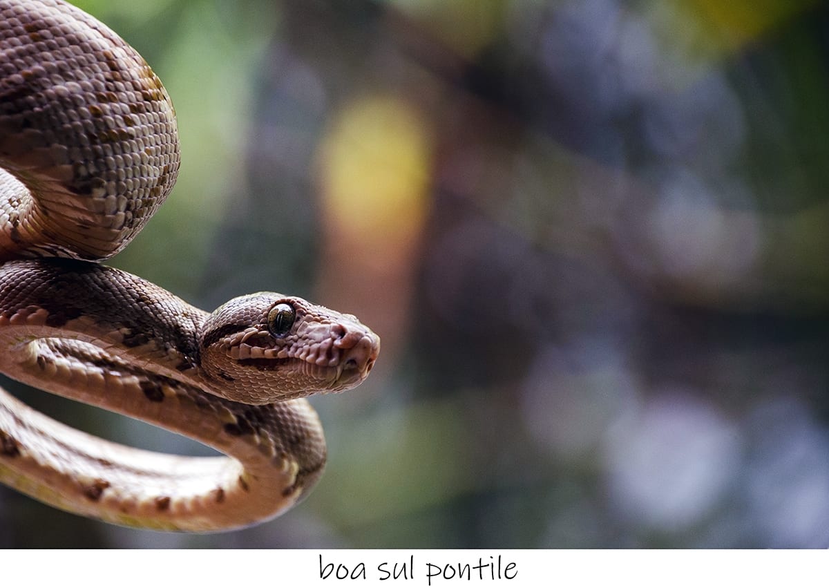serpente al Sachavaca Camp, Parque del Manu, Perù
