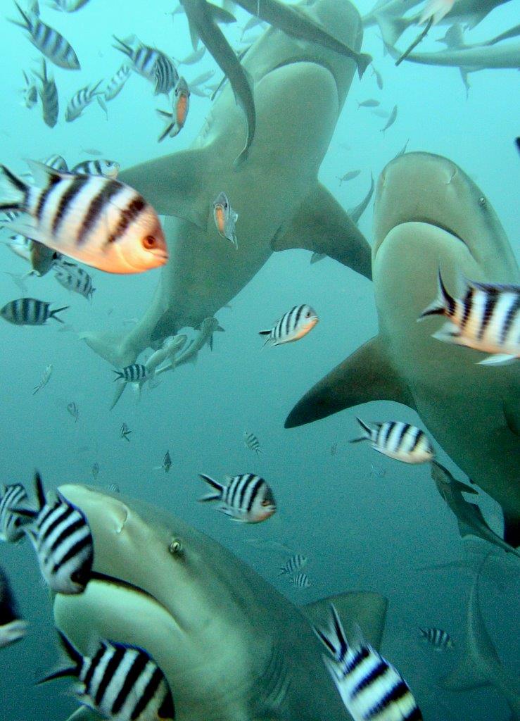squali a Isole Fiji, Oceano Pacifico