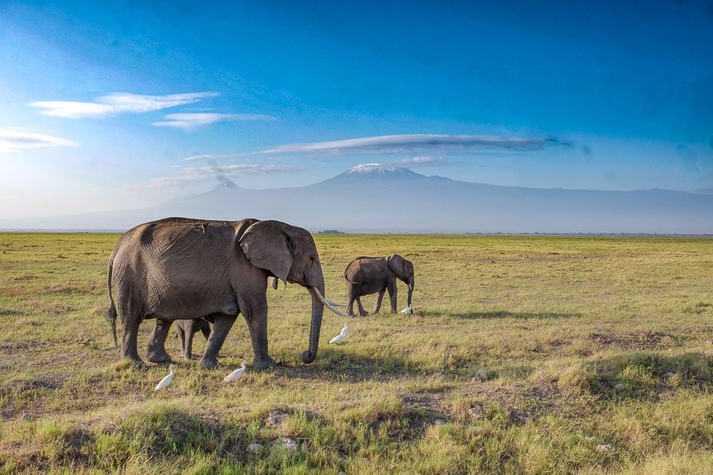 elefanti nel parco Amboseli uno dei parchi da visitare in Kenya
