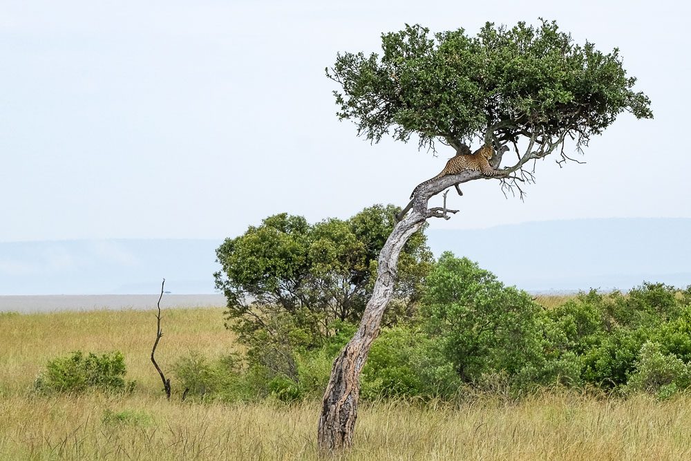 Parco Masai Mara in Kenya