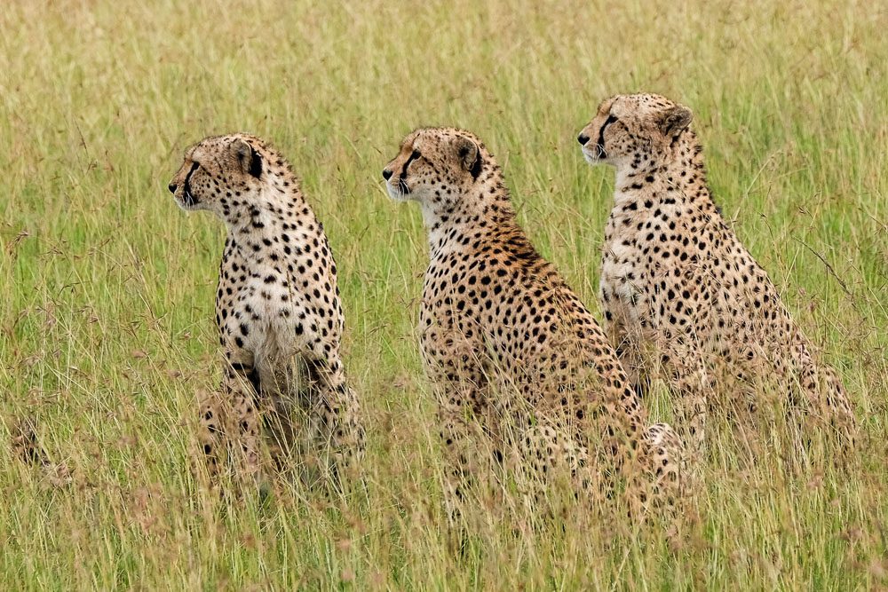 cita nel Parco Masai Mara in Kenya