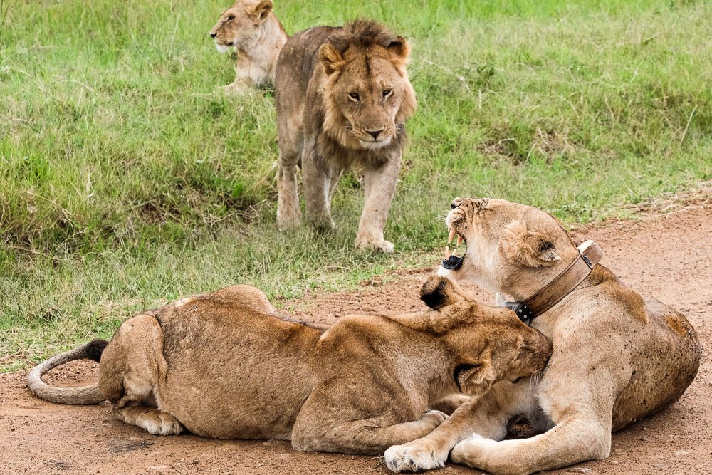 Leoni nel Parco Masai Mara uno dei 4 parchi da visitare in Kenya 